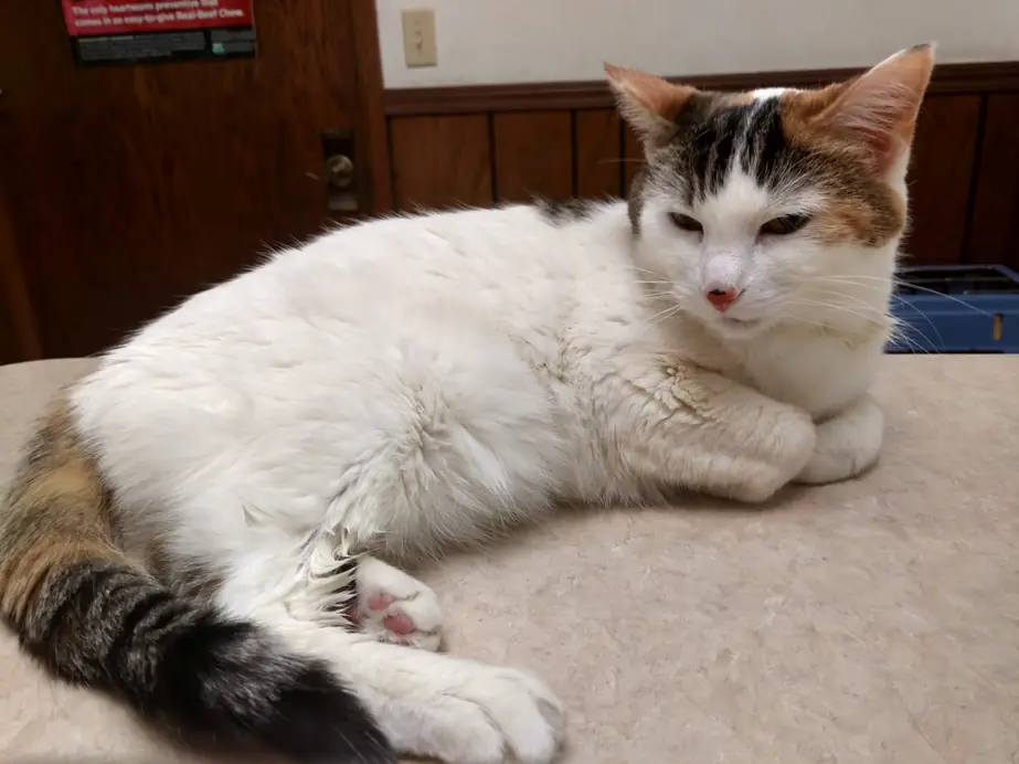 A cat resting on an exam table at Bethany Animal Hospital