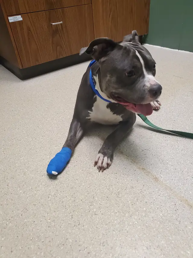 Canine rehabilitation therapy